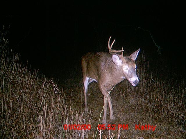 8420_1antler.jpg