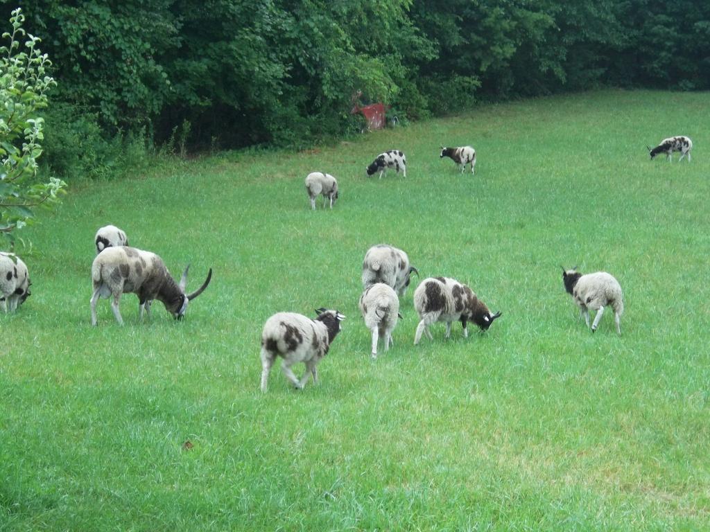 8420_animals2_063.jpg