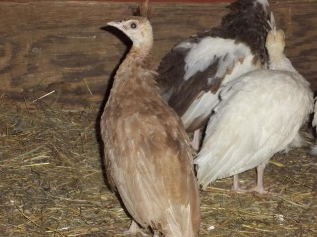 8420_animals_132.jpg