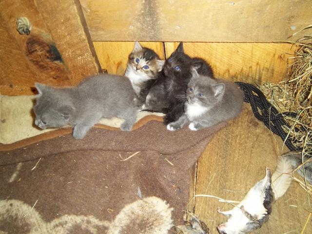 8420_animals_167.jpg
