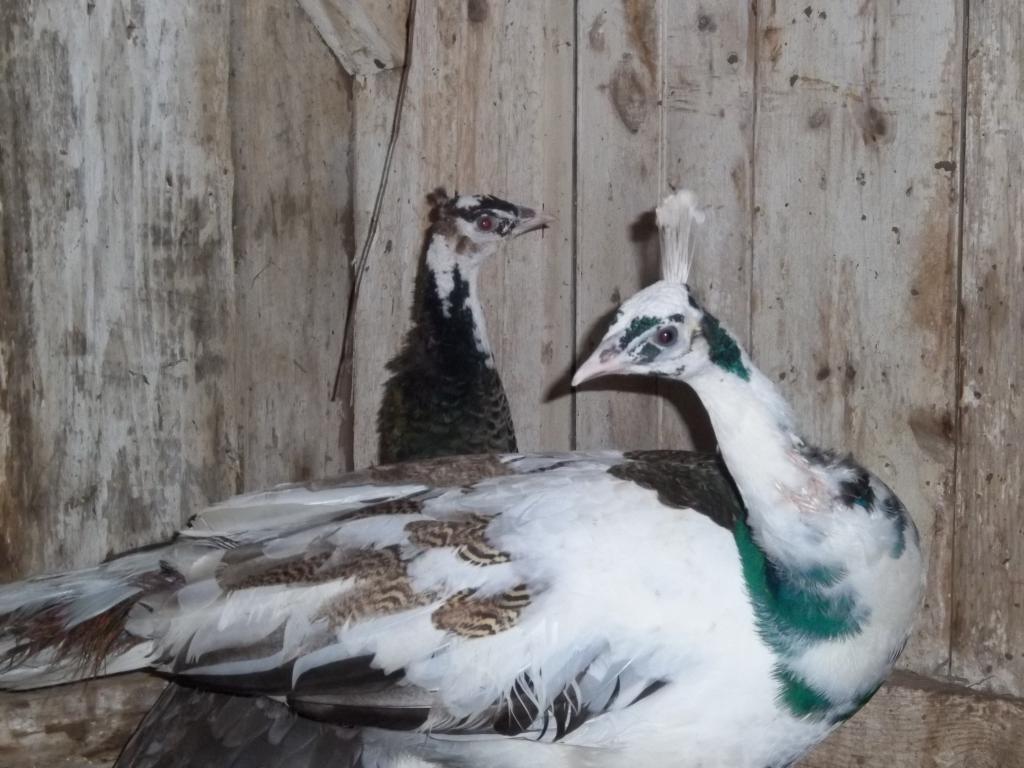 8420_animals_333.jpg