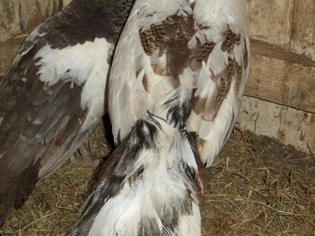 8420_animals_334.jpg