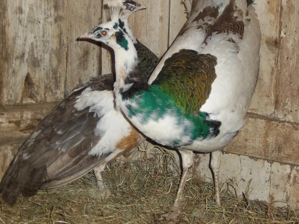 8420_animals_341.jpg