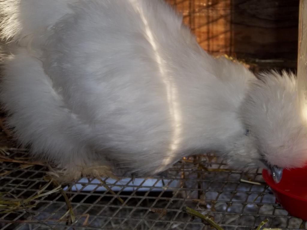 8420_animals_410.jpg