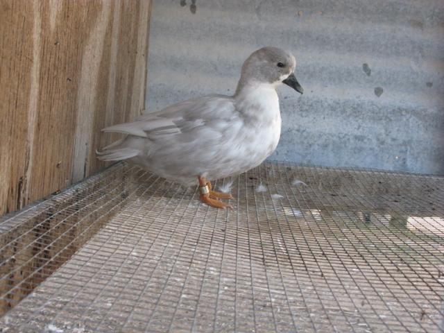 8420_splashed_pullet.jpg