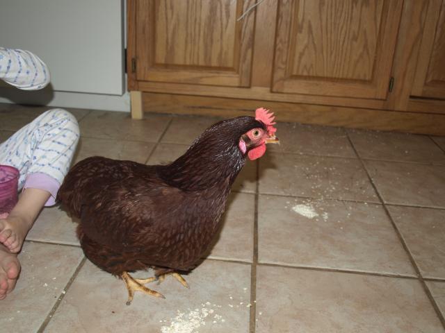 84222_chickens_048.jpg