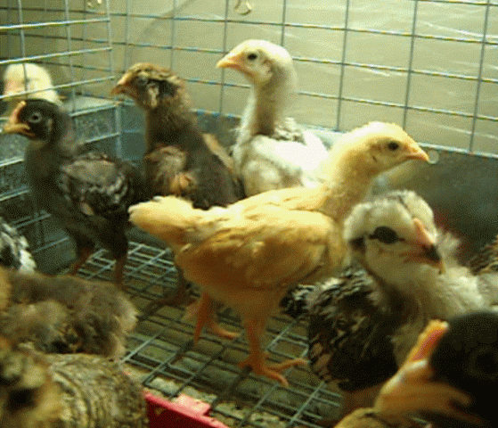84239_chickens_in_line.gif