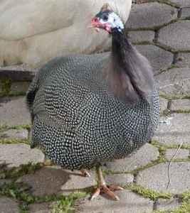 84252_pgguinea.jpg