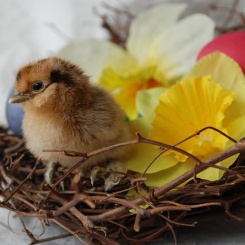 84257_chick_2.jpg
