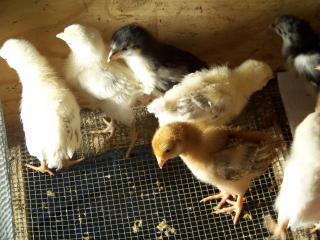 842_mixedchix.jpg