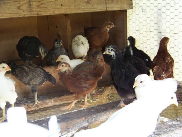 842_pullets.jpg