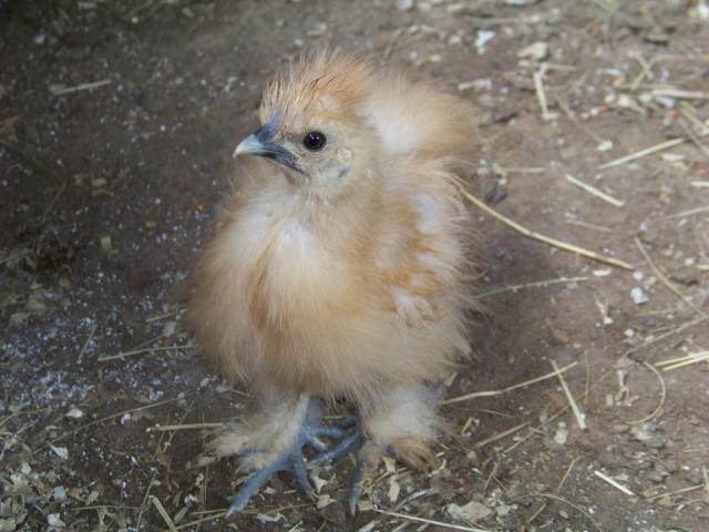 842_silkie2.jpg