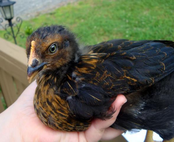 84308_chickie.jpg