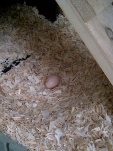 84324_first_egg_2011_1003.jpg