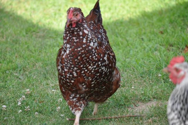 84410_chickens_014.jpg