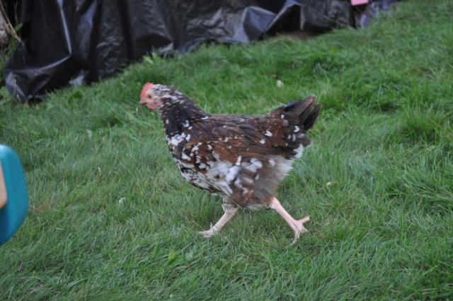 84410_ducky3.jpg
