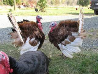 8442_2_turkeys_strut.jpg