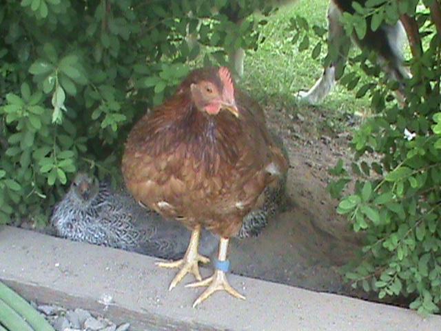 84433_dsc00985.jpg