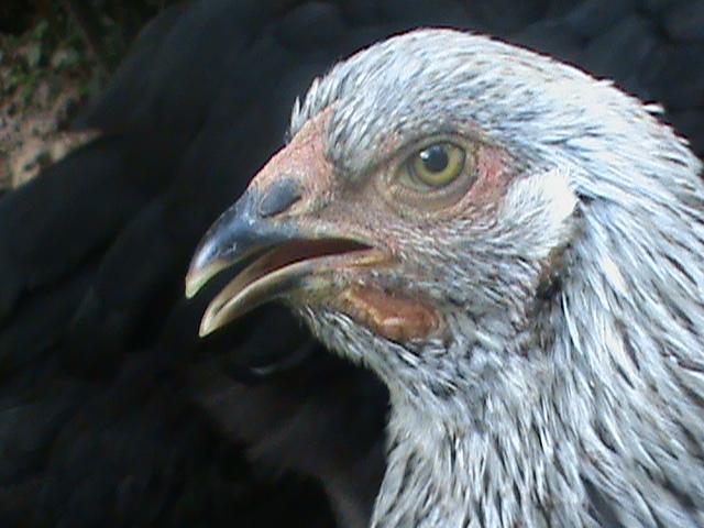 84433_dsc01072.jpg