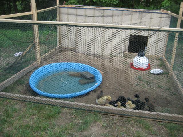 Duck Brooder Grossness | BackYard Chickens