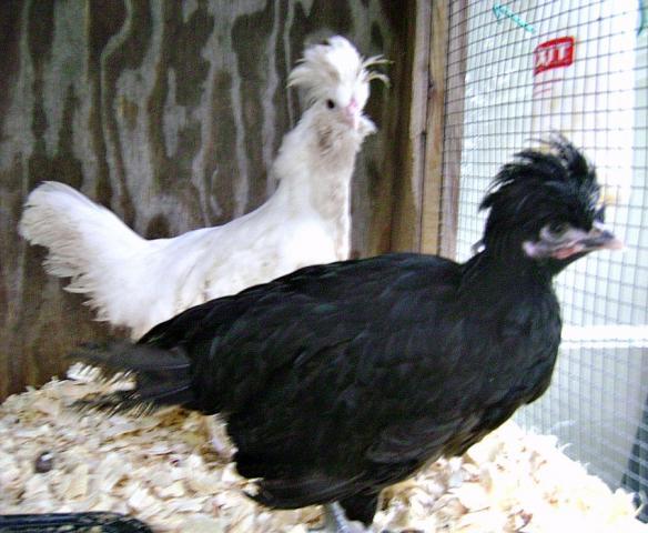 84541_1.jpg