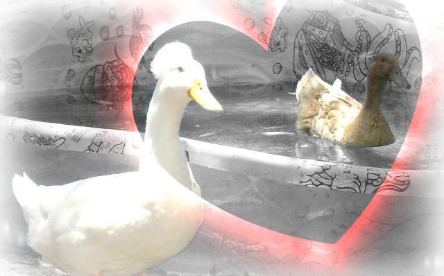 84541_lovers.jpg
