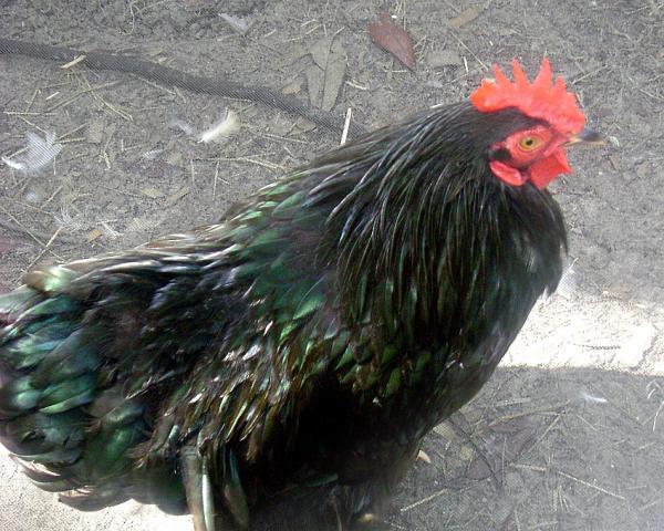 84541_roosters_006.jpg