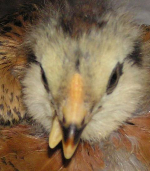 84545_beakcloseup.jpg