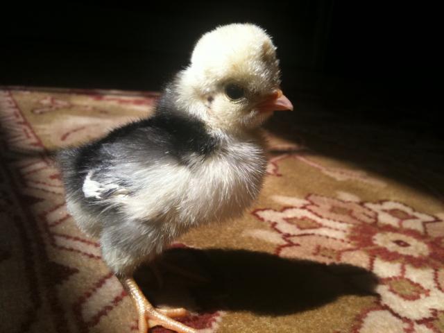 84586_pom_pom.jpg