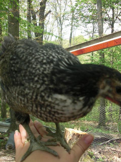 84620_cimg2618.jpg