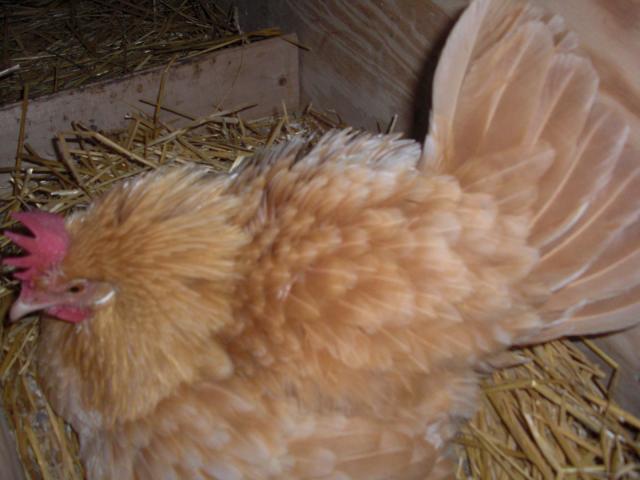 84620_cimg2730.jpg
