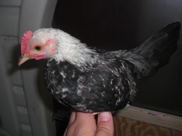 84620_cimg2787.jpg