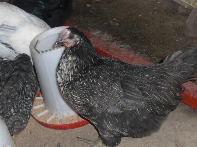 84620_cimg2838.jpg