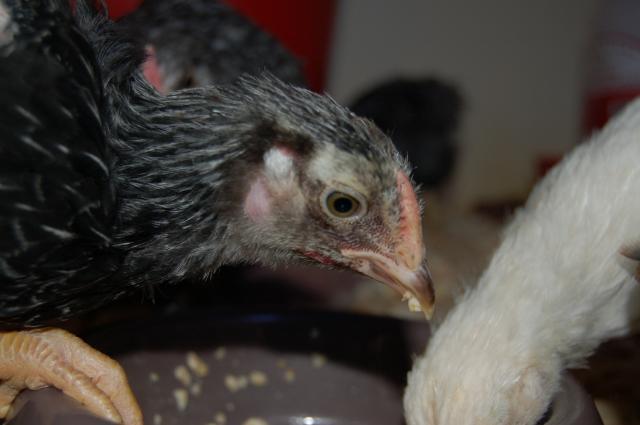 84645_2011_march_chicken_project0116.jpg