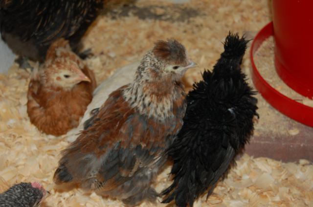 84645_2011_march_chicken_project0135.jpg