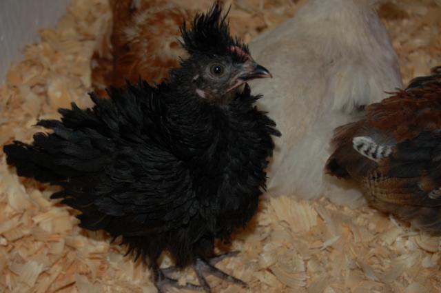 84645_2011_march_chicken_project0139.jpg