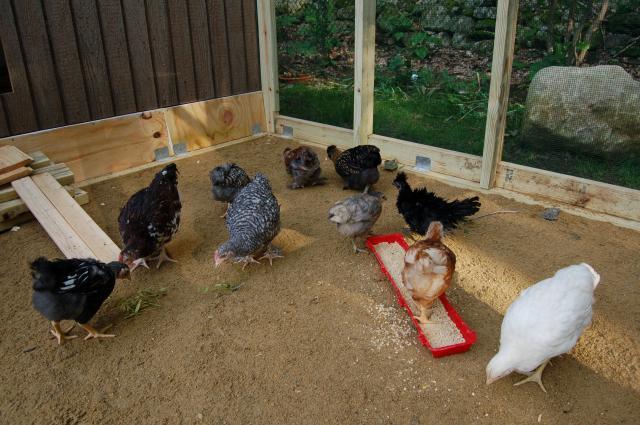 84645_2011_march_chicken_project0217.jpg