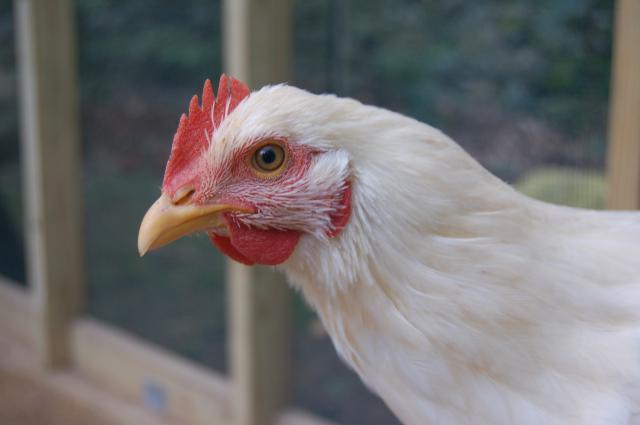 84645__2011_march_chicken_coop_proje0014.jpg