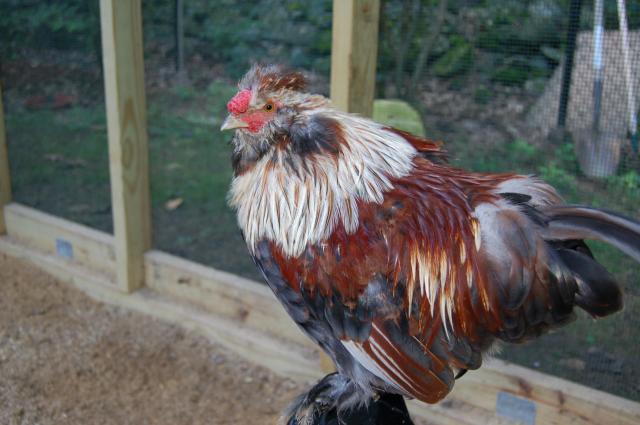 84645__2011_march_chicken_coop_proje0018.jpg