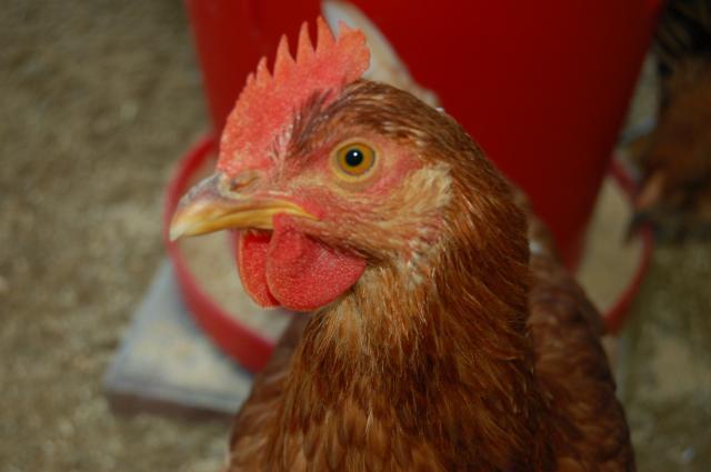 84645__2011_march_chicken_coop_proje0022.jpg