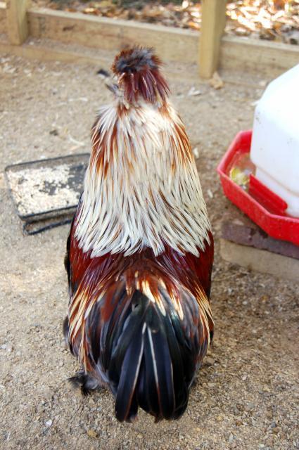 84645_byc_rooster_fall.jpg