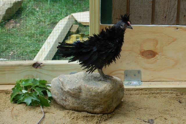 84645_rt_bird.jpg
