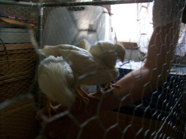 84680_100_0131.jpg