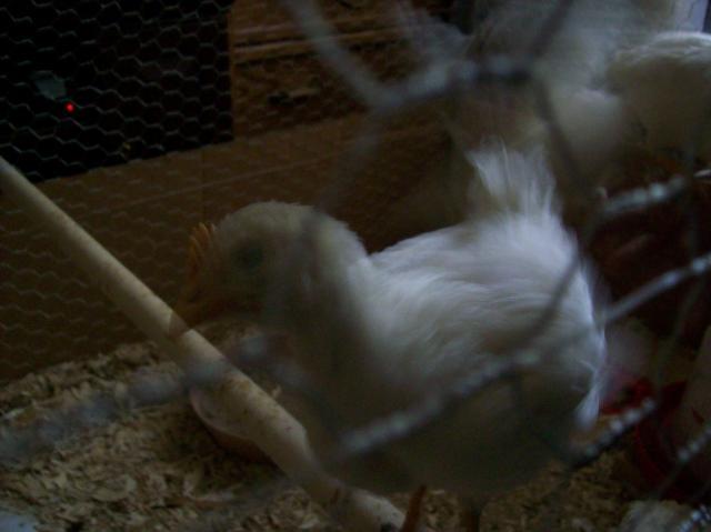 84680_100_0133.jpg