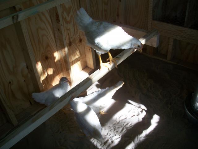 84680_100_1252.jpg