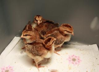 84708_4-10_peeps.jpg