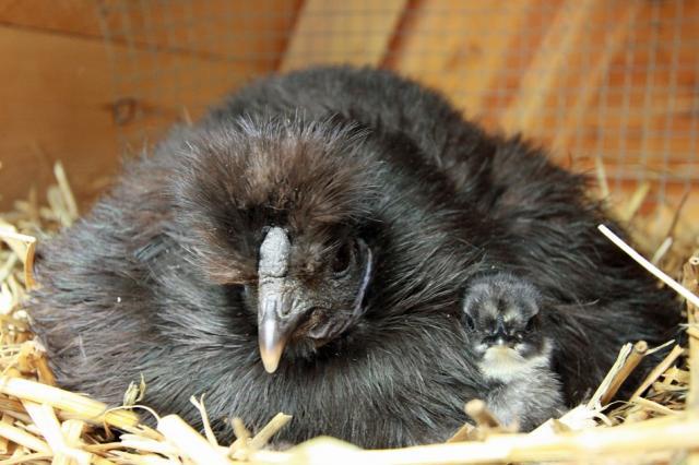 84708_chick1.jpg