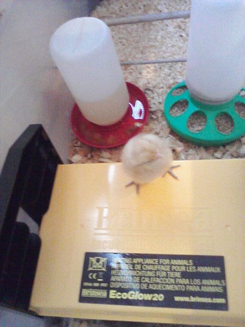 84712_chicks_1_web.jpg