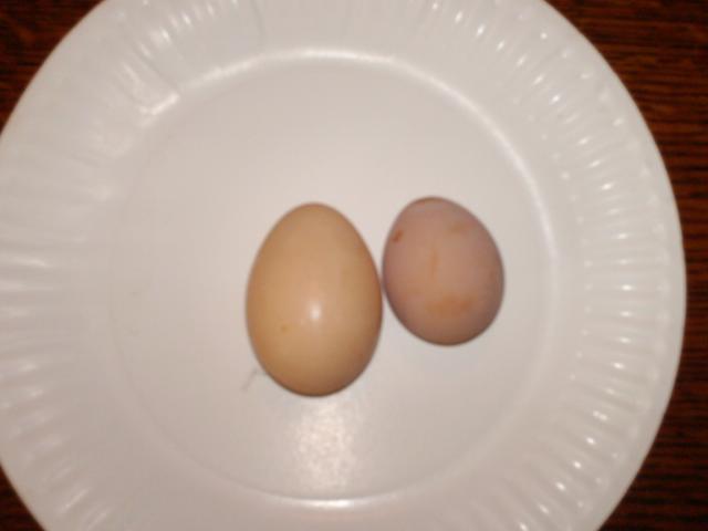 84712_first_ba_egg.jpg