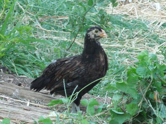 84736_blckbrownmottled.jpg